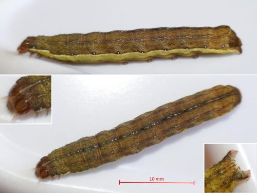 Ochropleura leucogaster